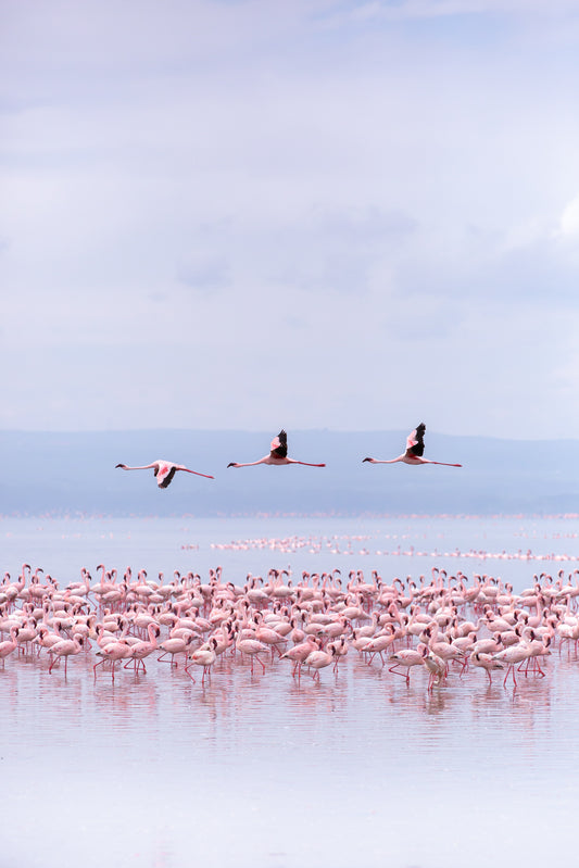 Flamingo Photograph Series
