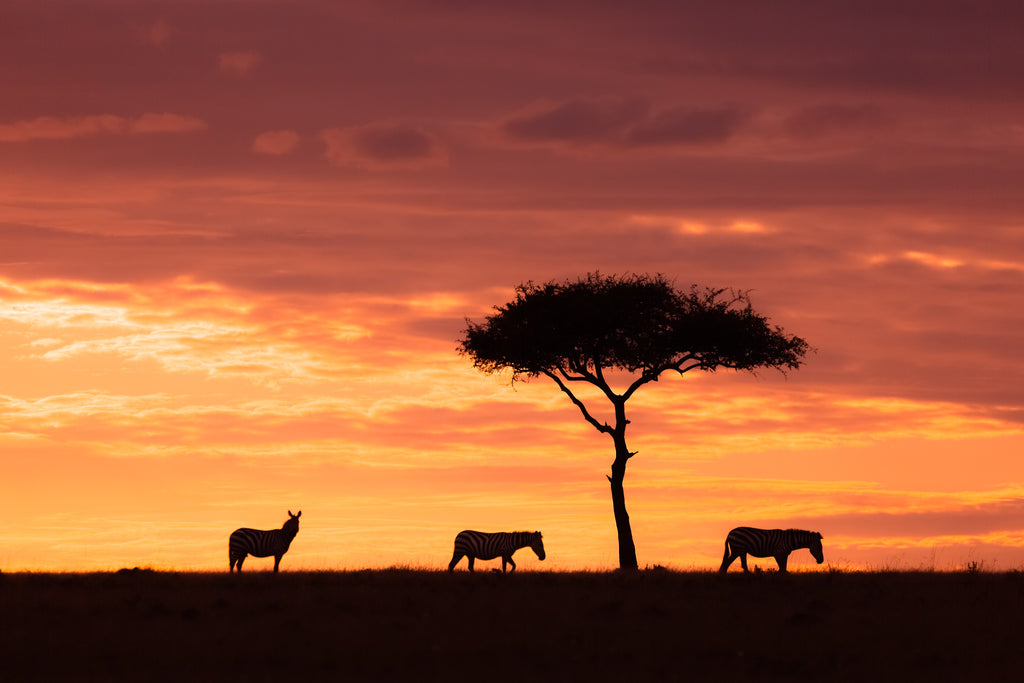 Capture Stunning Shots on a Photo Safari Adventure in Kenya