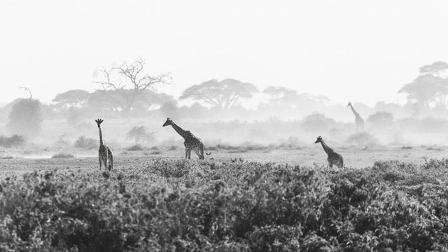 Giraffe on a Dusty Plain - Acrylic